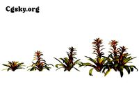 Guzmania sanguinea - the scarlet star