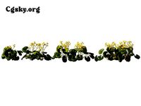 Farfugium japonicum - leopard plant 02