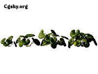 Farfugium japonicum - leopard plant