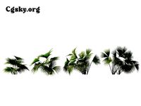 Carludovica palmata - Panama hat plant 01