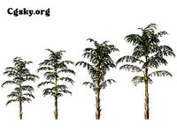 Caryota ochlandra - Fishtail Palm 01