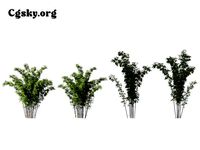 Bambusa lako - Timor Black Bamboo 02