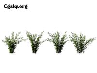 Bambusa lako - Timor Black Bamboo 01