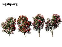 Camellia sasanqua - sasanqua camellia