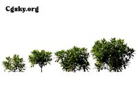 Aucuba japonica - spotted laurel