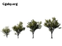 Zelkova serrata Green Vase - Japanese Elm