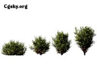 Thuja occidentalis Teddy - northern white-cedar