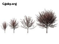 Prunus cerasifera Newport - cherry plum