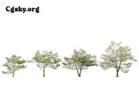 Cornus florida - flowering dogwood