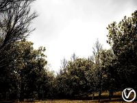 HeliosVegetation vol1 Autumn - leafless tree pack VRAY