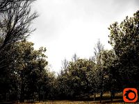 HeliosVegetation vol1  Autumn - leafless tree pack Corona Render