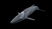 Fin whale