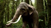 Asian elephant