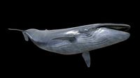 Blue whale