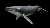 Humpback whale
