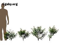 Hamelia patens - firebush 01