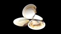 White clams