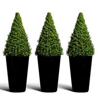 Topiary Cypresses in Modern Planters - Set 02