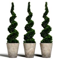 Topiary cypresses in modern planters