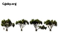 Pandanus tectorius - screwpine 12