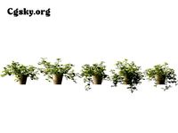 Cardamine lyrata - Japanese cress 06