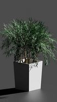 Vase with a plant