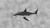 White shark animals low-poly game ready