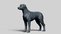 Irish Wolfhound V3 | 3D