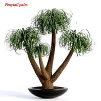 ponytail palm vol 71