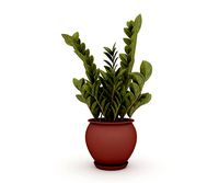 Zamioculas Zamiifolia Indoor Plant