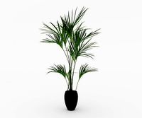 Areca Palm Indoor Plant