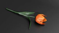 Tulip universal plant Tulips flower garden Red Orange Open