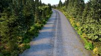 Forest road