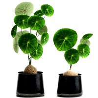 stephania erecta in a pot for the interior 894