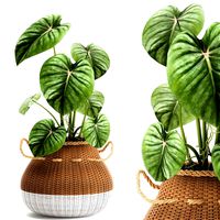 houseplants in a pot for the interior 891