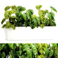 houseplants in a pot for the interior 892