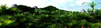 rain forest