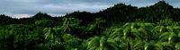 rain forest