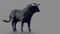 spanish fighting bull