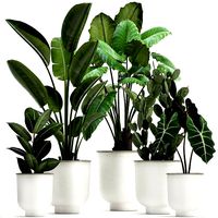 collection of decorative plants in white flowerpots 886
