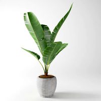 banana plant