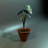 plant