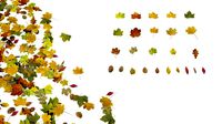 autumn leaves set