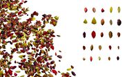 autumn leaves set
