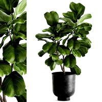 ficus lyrata trees in a pot for the interior 878
