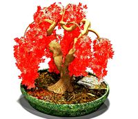 red maple