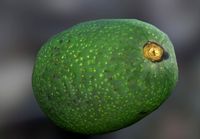 avocato realistic
