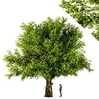 american beech tree