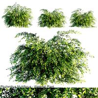 phyllanthus multiflorus waterfall plant