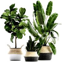 plants tree in rattan basket for the interior 860